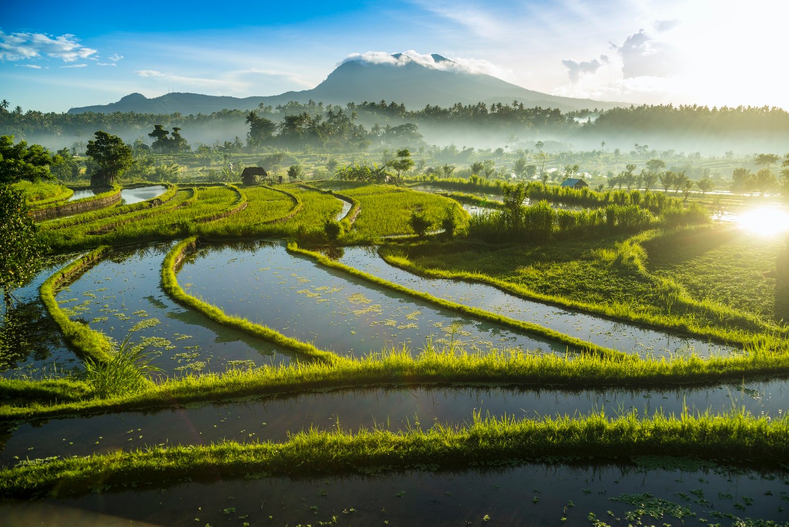 rice-fields-bali-indonesia